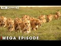 Lion Queen Survival At The Wildlife Mega Episode Wildlife Documentary