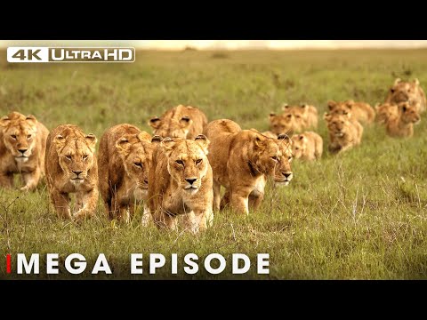 Lion Queen: Survival at the Wildlife