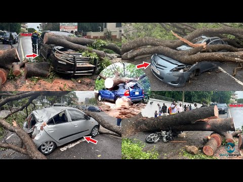 Multiple Vehicles Damaged By Falling Trees After Heavy Rainstorm In Accra