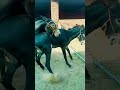 Funniest Donkey Ever Donkey Training The Fun Way 2971