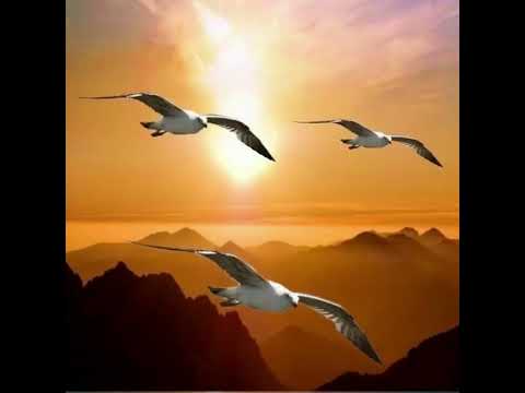 Kastelruther Spatzen  - Wenn die Liebe geht, 2003