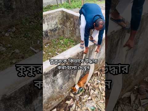 কুকুরটিকে কিভাবে উদ্ধার করা হলো দেখুন | ভিডিওটি কেমন লাগলো | shorts video reels #dog #shorts #reels