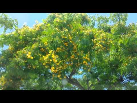download lagu mp3 mp4 Tree With Yellow Flowers, download lagu Tree With Yellow Flowers gratis, unduh video klip Tree With Yellow Flowers