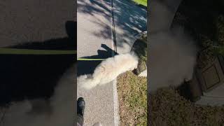 Video preview image #1 Great Pyrenees Puppy For Sale in Spring, TX, USA