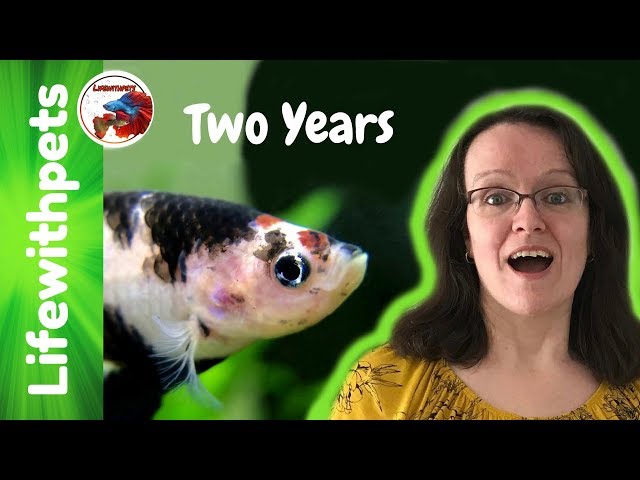 2 years on YouTube! Feed The Fish with Me!