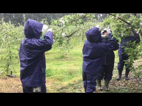 学科ニュース004 地域交流実習（リンゴ摘花作業）