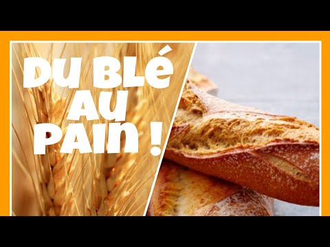 Du blé au Pain - reportage découverte