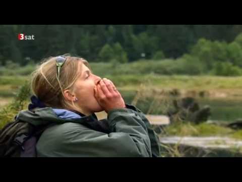 Auf der Spur der Küstenwölfe