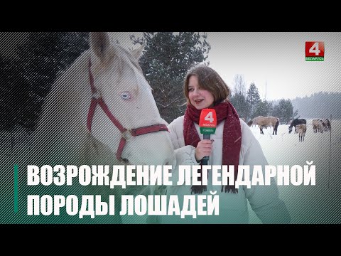 Айцішнікі ў беларускай глыбінцы ў Добрушскім раёне адраджаюць легендарную пароду коней видео