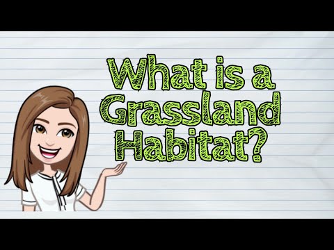 (SCIENCE) What is a Grassland Habitat? | #iQuestionPH