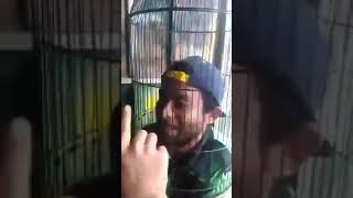 Download lagu Status WA lucu burung langka gacor mp3 Download lagu Status WA lucu burung langka gacor mp3