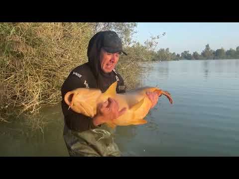 50lb plus common from Prunet.