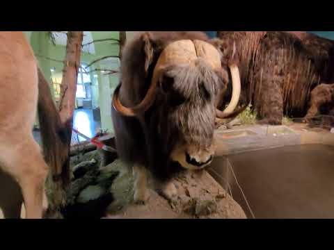 P3.3 Natural History Museum in the Ottoneum||@SofiaEurasien #museum #history #natural