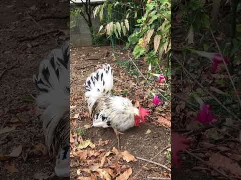 なぜ鶏にお酢を与えるのでしょうか？鶏小屋で何の役に立つの？  庭園