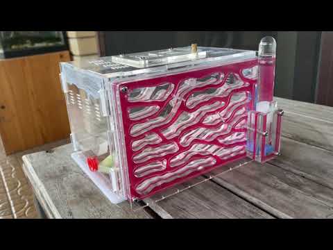 Pink Acrylic Ant Farm with Strobe Colony (The WildLife Shop)
