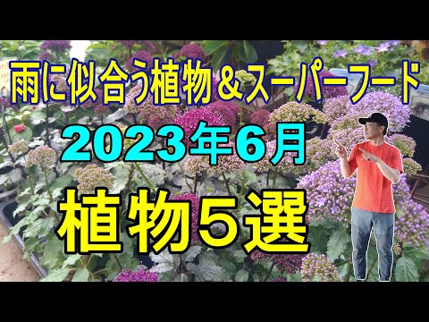 野菜旧暦 2022 年 6 月を印刷します