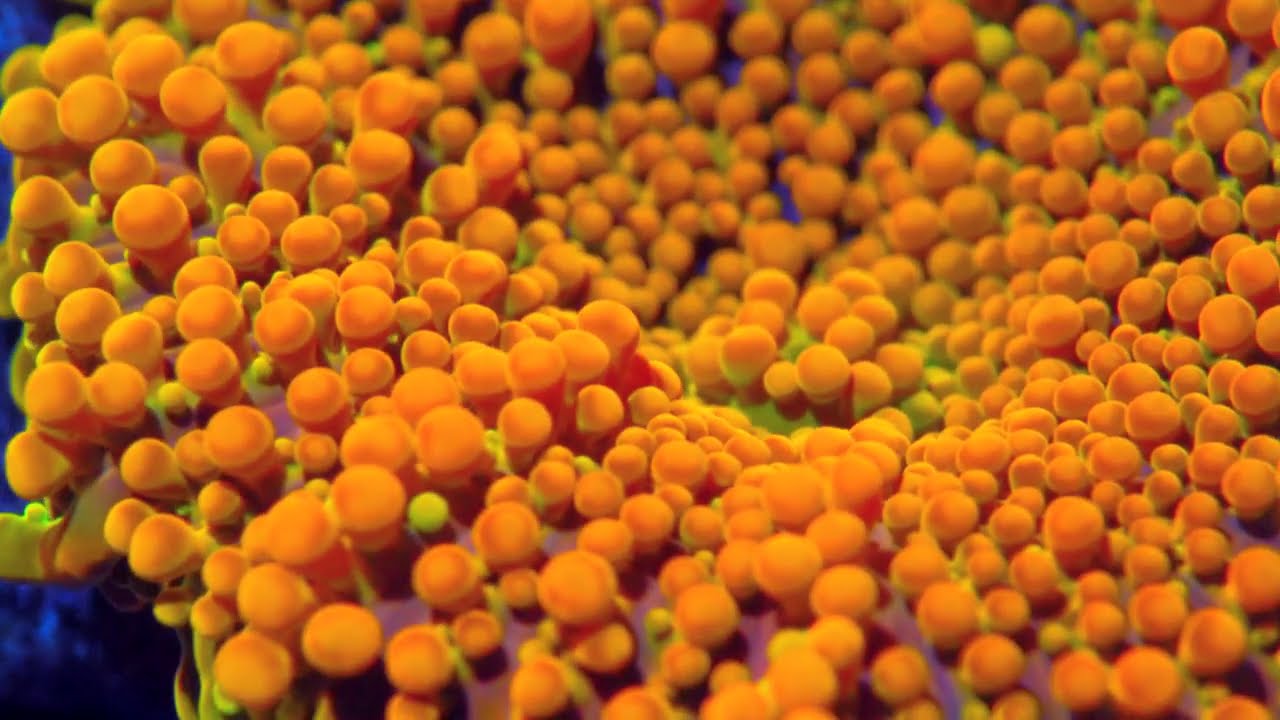 King Kong Yuma Mushroom