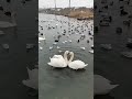 Pair of swans show off their unique mating ritual #shorts