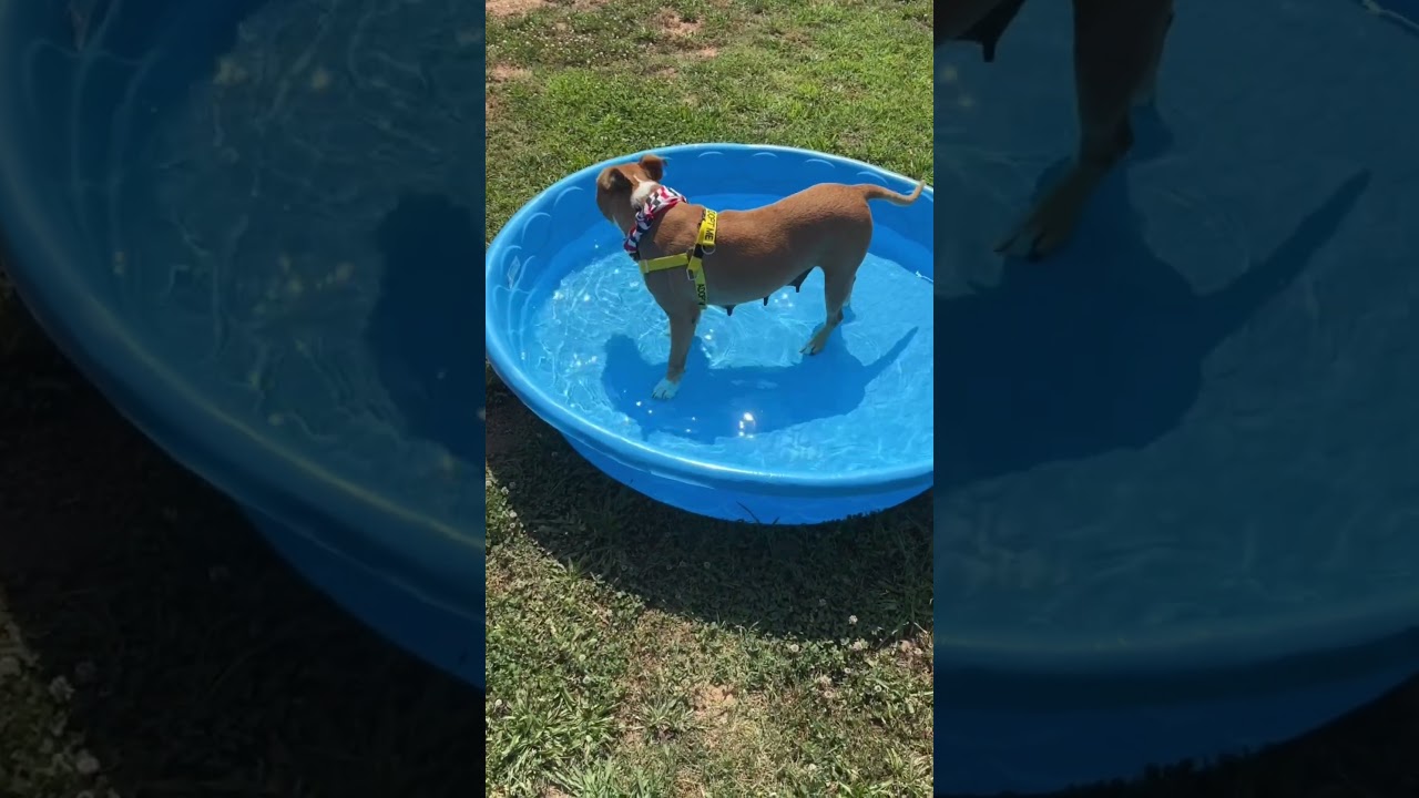 Buttercup, a Adoptable Mixed Breed in Greensboro, NC video 6/6