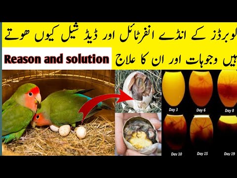 love birds eggs infertile and dead in shell problems and solution