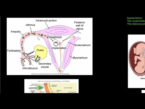 Grade 12 Life Sciences Human Reproduction Part 4