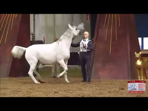 European Championships Verona 2013 - CLASS 9