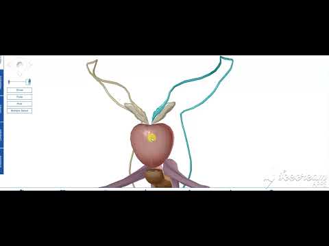 Male reproductive system