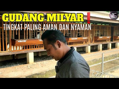 , title : 'Sudah Dapat Laba Bersih 1 Milyar, Hanya Dari Jual Anak Kambing. Sukses Ternak Kambing.'