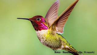 Download lagu Nokia - Hummingbird (She_Vi rework) mp3 Download lagu Nokia - Hummingbird (She_Vi rework) mp3