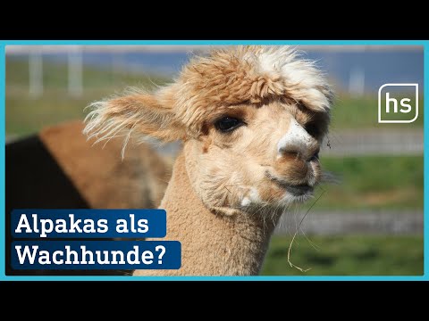 Süße Alpakas sind jetzt Bodyguards | hessenschau