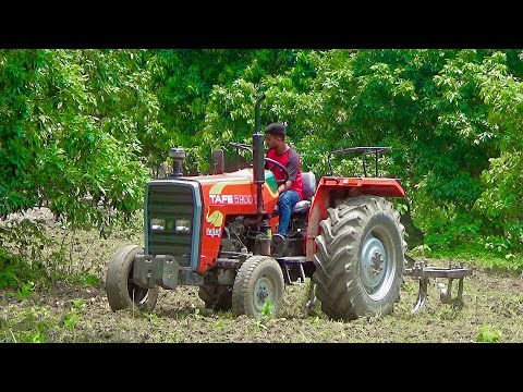 TAFE Tractor Working Hard | কৃষক ভাইদের আস্থার প্রতীক | Exploring Bangladesh