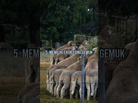 , title : '5 Fakta Karakul sheep #shorts #education #youtubeshorts'