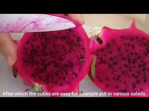 [Qi-Optima] Dragon Fruit & Fun game what we do! (2023