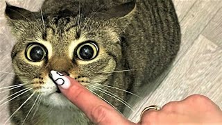 Animal Fails Watch HD Mp4 Videos Download Free Animal Fails Watch HD Mp4 Videos Download Free