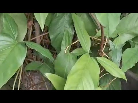 C 8_ Vera Muniz _ JARDIM VIRTUAL 2026: Nilópolis,RJ,Brasil (orelha de burro)