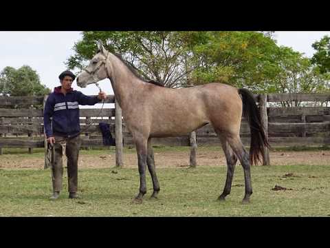 Lote BH PLATEADA