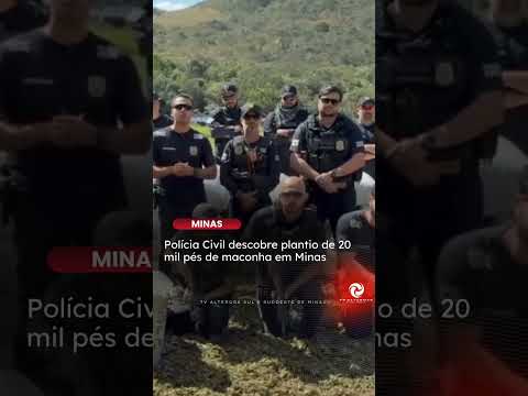 POLÍCIA ENCONTRA PLANTAÇÃO COM 20 MIL PÉS DE MACONHA EM MG