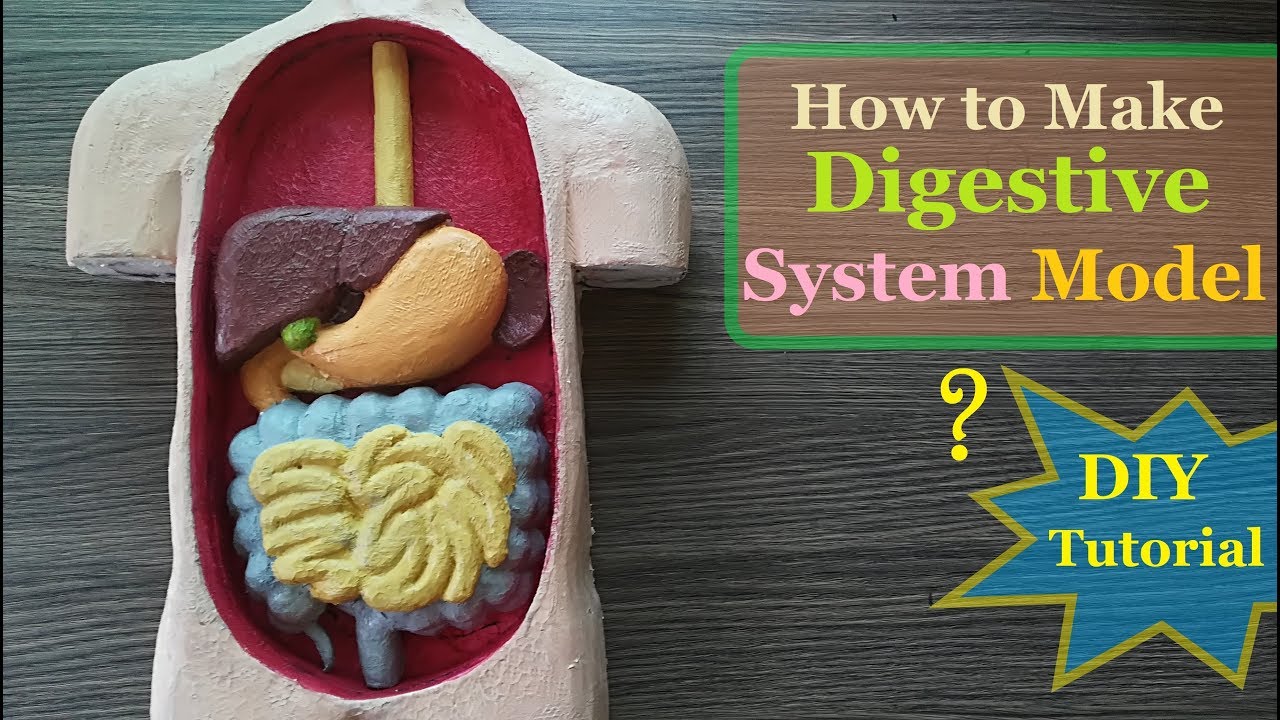 How to make Digestive System 3d Model | Holiday Homework