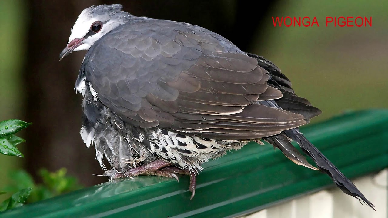 Watch video Aussie birds and their calls - new, revised version Now Aussie birds and their calls - new, revised version