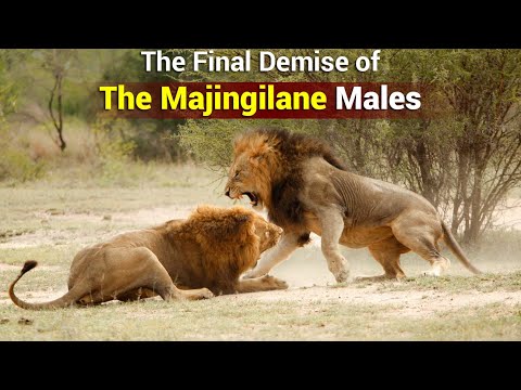 The Rise & Fall of The Majingilane Male Lions | Lions of Sabi Sand