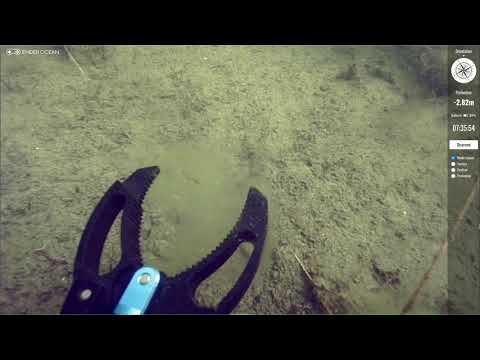 Ender Ocean - Lac de Bègles 27/08/2021 - Calibocas (Lepomis gibbosus)