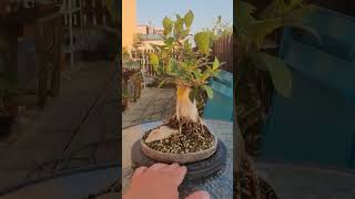 Download lagu Ficus microcarpa (Ginseng) root over rock mp3
