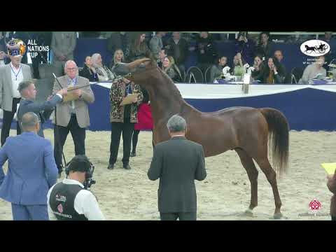 N 133 ERANTIS   AACHEN 2022   38° All Nations Cup   Stallions 4 6 Years Old Class 10