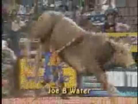 Joe B Water - Bucking Bull