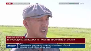 ПРОИЗВОДИТЕЛИ РИСА МОГУТ ПОТЕРЯТЬ УРОЖАЙ ИЗ-ЗА ЗАСУХИ