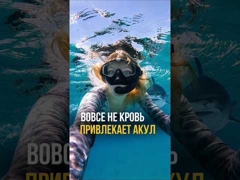 Акул привлекает вовсе не кровь, а то, что каждый из нас делал во время купания в море 😱 #акула #море
