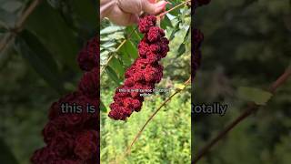 MAKING MEAD USING WILD SUMAC