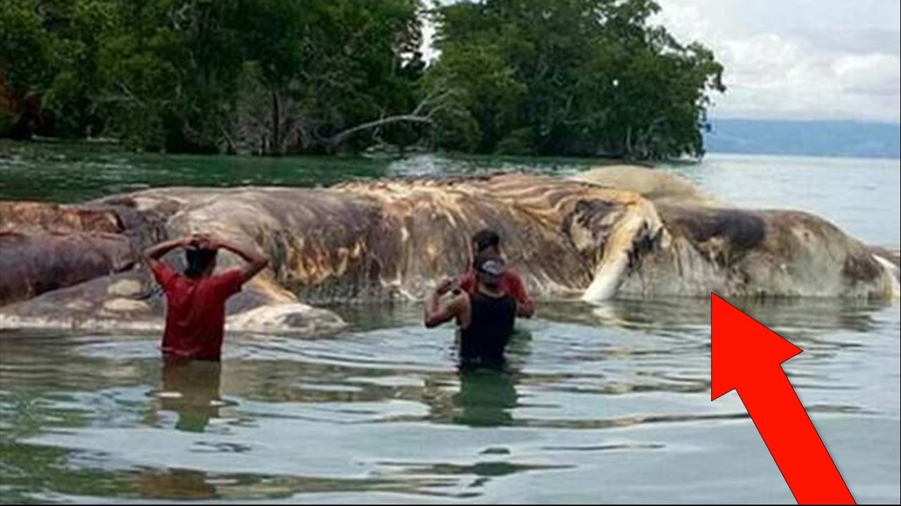 Huge Mystery Creature Washes Up On Beach