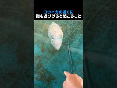 コウイカの近くに指を近づけると起こること