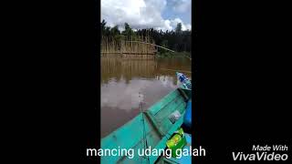 preview picture of video 'mancing udang galah'